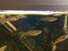 Guppies, Haverhill Suffolk