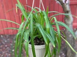 A good deal on plants!