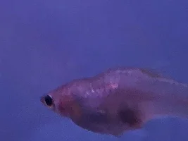 Potential emergency? Freshwater tank with high Ammonia
