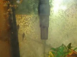 Signs That Oto Is Dying?