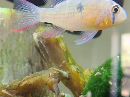 Bolivian ram