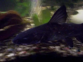 CATFISH GALLERY