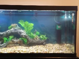 Quick shots of my Giant Danios and the 75G
