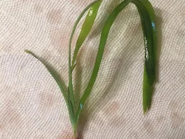 Plant Identification