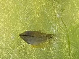 Female pearl gouramis? Help with gender