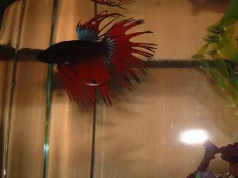 Post Pics Of Our Bettas Here!