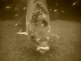 Help, New Tank, Dead Fish