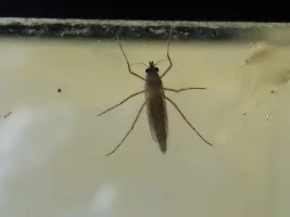 live foods for livebearers
