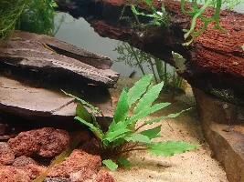 Planted silver dollar tank experiment