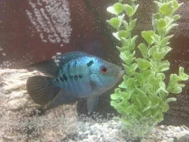 What Fish Is This?