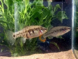 Advice On What To Get?