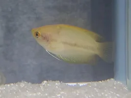 Honey Gourami with weird underskin issue