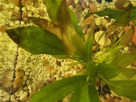 Substrate and plants