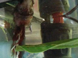 Help PLEASE: Betta "Finny" has bulge on tummy..