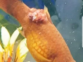Red Wagtail Platy Fish Health Condition (Dropsy?/Tumour?). Need Help!.