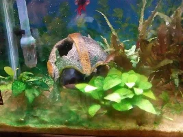 Cyanobacteria In Betta Tank