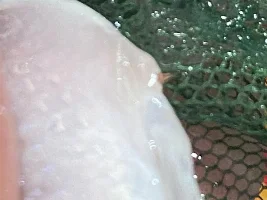Platy with red bum