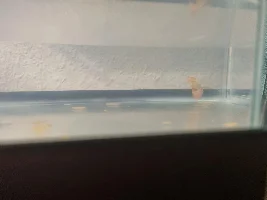 Goldfishes tail bitten off