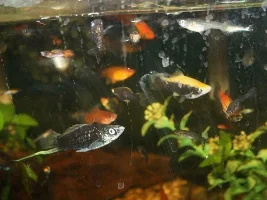 Yes, all out of my fancy swordtails...
