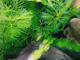I am unable to identify one of my fish.
