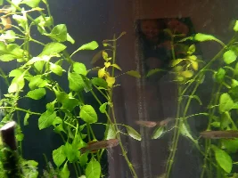 Fundulopanchax Gardneri