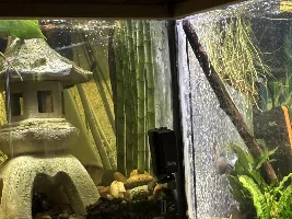 Algae feed wall concept for bio film eaters
