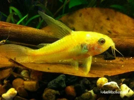 Extremely rare, bright-yellow catfish caught in the Netherlands