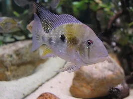 Photos of my aquariums