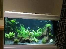 Getting fishless cycling started!