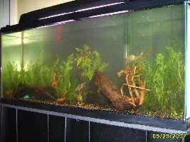 Amanda's 55g ~~tons & Tons Of Pics!