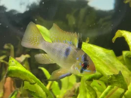Issues sexing German Blue Rams