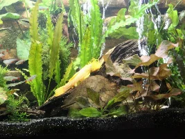 Slimmed Down Fish Room Journal