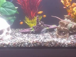 Finally got some fishes!!