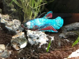 Sorority tank now with inhabitants