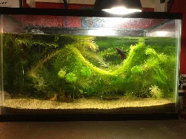 Do you think my 10g is to planted?
