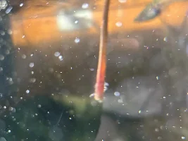 anubias, anubias,  anubias...