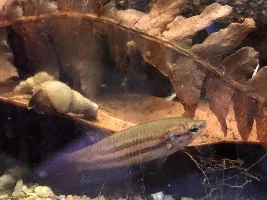 Adventures in Betta Mahachaiensis
