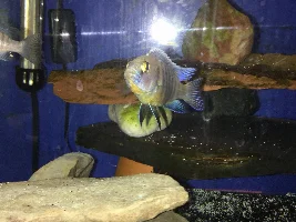 Former Newbie's African Cichlid Experience