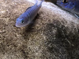 Blacks specks on rocks in aquarium.
