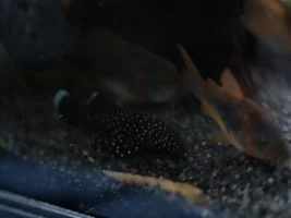 Pleco Appreciation Thread