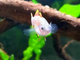 Peacock gudgeon photos