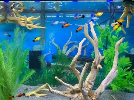 Platies dying one by one