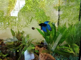 VOTE NOW - June 2023 Fish of the Month Contest (Bettas)