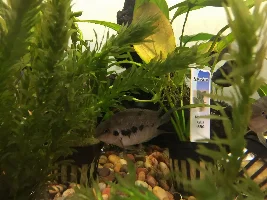 What kind of Cichlids are these?
