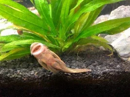 VOTE NOW....October 2019 Fish of the Month contest (catfish only)