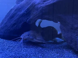 Hi everybody - I also need help to identify a fish I have inherited.