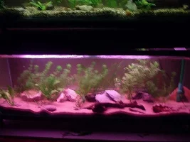 New 30g Tanganayikan Tank