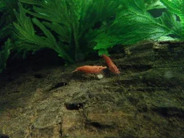 My Red Fancy Betta El Rojo's New House!