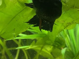 Does my betta have popeye?