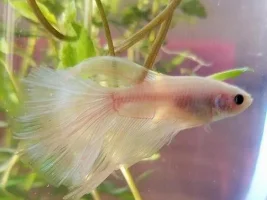 Hello! New member, and new little betta fish! - Could someone help me identify his exact type?